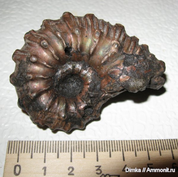 аммониты, юра, Михайлов, Kosmoceras, верхний келловей, Kosmoceras gemmatum, Ammonites, Jurassic