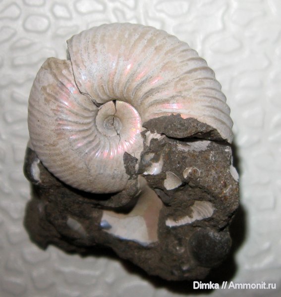 аммониты, юра, Pseudocadoceras, средний келловей, Елатьма, Ammonites, Jurassic, Middle Callovian