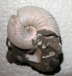 Pseudocadoceras sp.