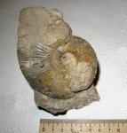 Kosmoceras rowlstonense