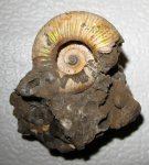 Choffatia sp.