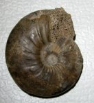 Sigaloceras enodatum (Nikitin)