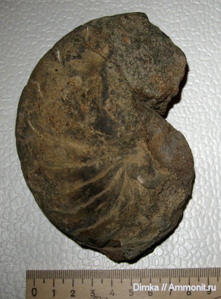 юра, наутилусы, Nautilus, нижний келловей, Никитино, Ophionautilus elatmensis, Ophionautilus, Jurassic, Lower Callovian