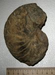 Ophionautilus elatmensis
