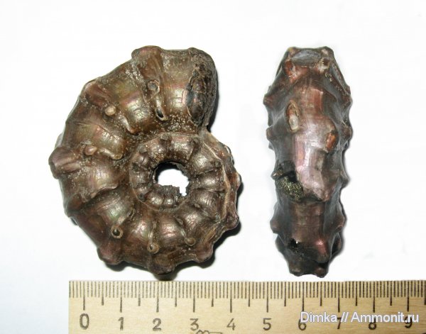 аммониты, юра, Kosmoceras, средний келловей, Михайловцемент, Kosmoceras  fuchsi, Ammonites, Jurassic, Middle Callovian