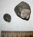 Брахиоподы из Мневников