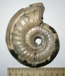 Binatisphinctes rjasanensis (Teisseyre, 1883)