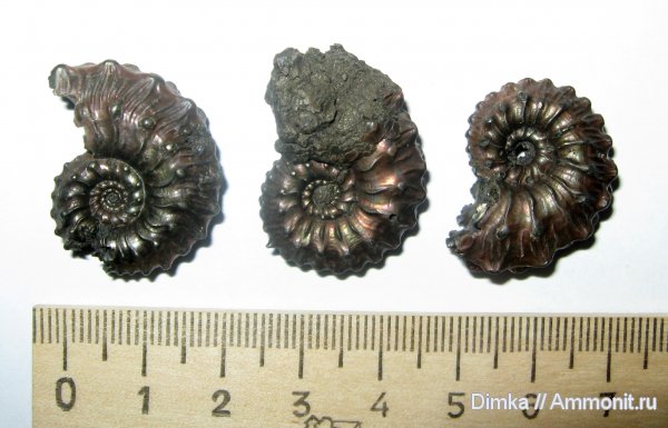аммониты, юра, Kosmoceras, Михайловцемент, верхний келловей, Kosmoceras aculeatum, Ammonites, Jurassic