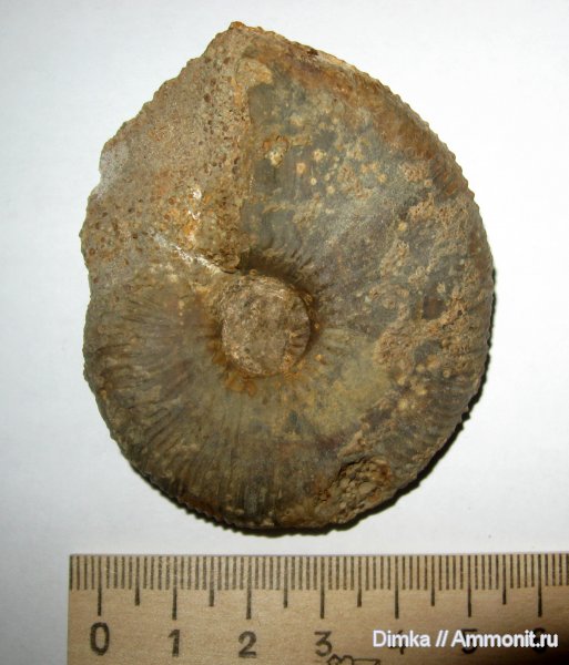 аммониты, юра, Kosmoceras, средний келловей, Никитино, Kosmoceras jason, Ammonites, Jurassic, Middle Callovian