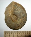 Kosmoceras jason (Reinecke)