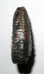 Искревление раковины у Kosmoceras jenceni