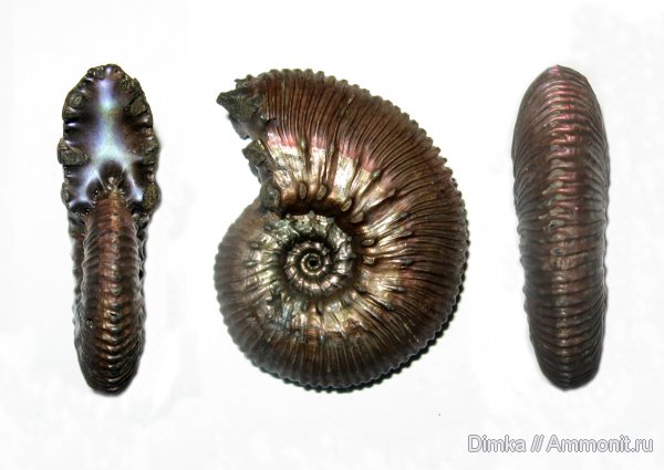 аммониты, юра, Михайлов, Kosmoceras, средний келловей, прижизненные повреждения, Kosmoceras grossouvrei, Ammonites, Jurassic, Middle Callovian