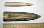 Белемниты Cylindroteuthis volgensis