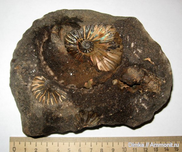 аммониты, Парамоново, нижний мел, Arcthoplites, апт, Ammonites, Aptian, Lower Cretaceous