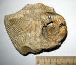 Binatisphinctes+ отпечаток космоцераса Binatisphinctes+ отпечаток космоцераса
