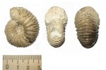 Eichwaldiceras