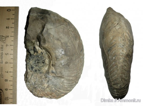 аммониты, юра, Михайлов, Quenstedtoceras, верхний келловей, Ammonites, Quenstedtoceras henrici, Jurassic