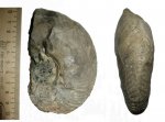 Quenstedtoceras henrici? Quenstedtoceras henrici?