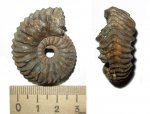 Vertumniceras