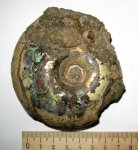 Craspedites okensis