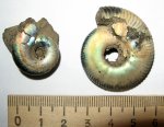 Kachpurites и Craspedites