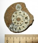 Расколовшийся Sigaloceras
