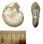 Pseudocadoceras Pseudocadoceras