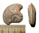 Cardioceras cordatum Cardioceras cordatum
