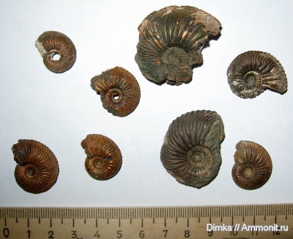 аммониты, юра, Cardioceras, оксфорд, Никитино, нижний оксфорд, Ammonites, Oxfordian, Lower Oxfordian, Jurassic