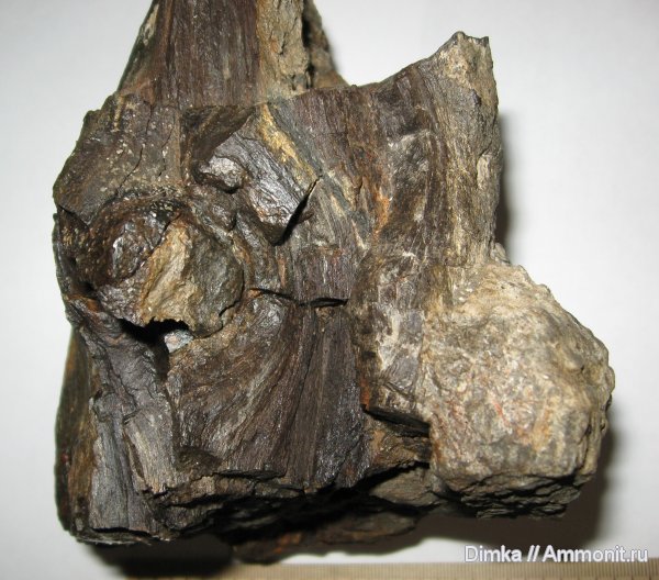 юра, волжский ярус, окаменевшее дерево, Мневники, Volgian, Jurassic