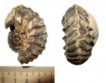 Goliathiceras Goliathiceras