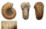 Eboraciceras carinatum