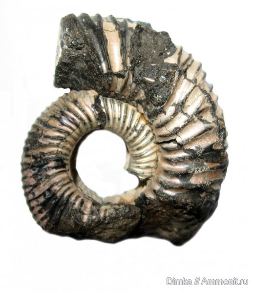аммониты, юра, кимеридж, Кимры, нижний кимеридж, Ammonites, Crussoliceras, Kimmeridgian, Jurassic, Upper Jurassic