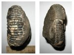 Crussoliceras, вентральная сторона