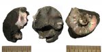 Aspidoceras из группы A. binodum (Quenst.)