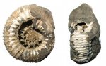 Crussoliceras