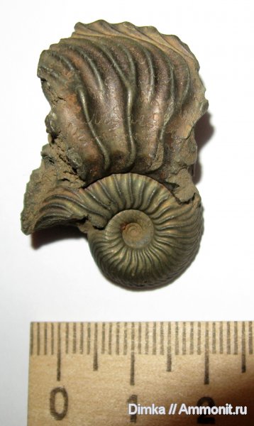 аммониты, юра, Cardioceras, оксфорд, Кимры, Cardioceras cordatum, Ammonites, Oxfordian, Jurassic