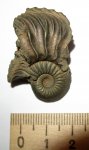 Cardioceras cordatum
