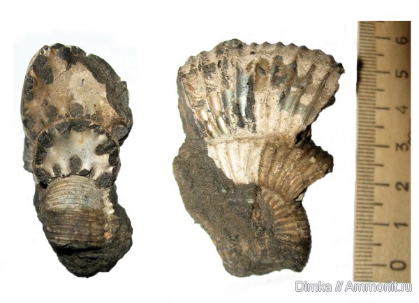 аммониты, юра, кимеридж, Кимры, Perisphinctes, Ammonites, Kimmeridgian, Jurassic, Upper Jurassic