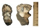 Peresphinctes?