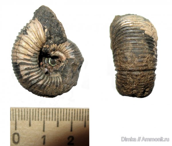 аммониты, юра, кимеридж, Кимры, Ammonites, Crussoliceras, Kimmeridgian, Jurassic, Upper Jurassic