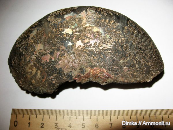 аммониты, юра, Кимры, Ringsteadia, Ammonites, Jurassic