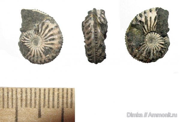 аммониты, юра, Amoeboceras, кимеридж, Кимры, Amoeboceras kitchini, Ammonites, Kimmeridgian, Jurassic, Upper Jurassic