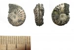 Amoeboceras kitchini?
