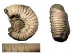 Crussoliceras