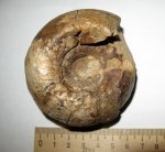 Cadoceras elatmae