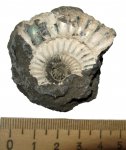 Crussoliceras