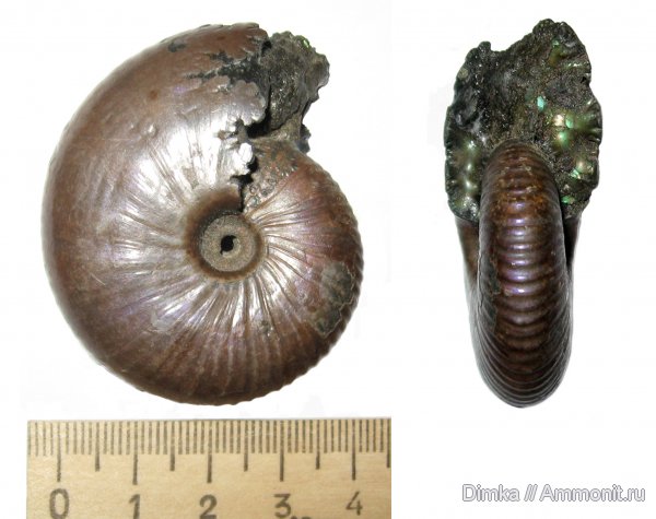 аммониты, Михайлов, Funiferites, келловей, Funiferites patruus, Ammonites, Callovian, Middle Jurassic