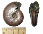 Funiferites patruus