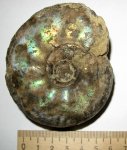 Craspedites parakaschpuricus